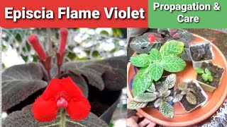 Episcia Flame Violet Propagation amp Care Guide [upl. by Sucramel]