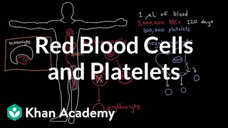 The life and times of RBCs and platelets [upl. by Nylarac]