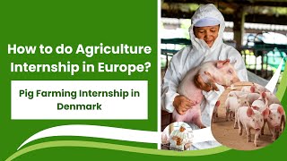 How to do Agriculture Internship in Europe I Pig Farming Internship in Denmark [upl. by Huff613]