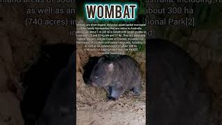 Wombat australia animal animals animalshorts [upl. by Nennek525]