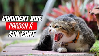 Avezvous blessé votre chat  Découvrez Comment s’excuser CORRECTEMENT [upl. by Nyrac]