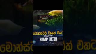 මොන්ස්ටර් ටෑන්ක් එකට ගැලපෙන Sump Filter ගැන හරියටම දැනගන්න බ්‍රහස්පතින්දා හවස 400ට සෙට්වෙමු [upl. by Yehc]