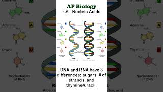 AP Bio  16 DNA and RNA apbiology biochemistry [upl. by Takeshi]