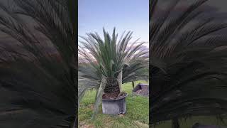 100 year old Cycad  Macrozamia Moorei [upl. by Auqenahc131]