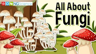 All About Fungi [upl. by Adnopoz183]