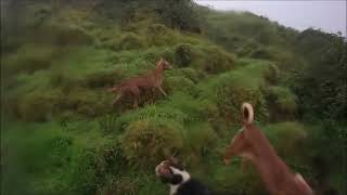 CAÇA AO COELHO TRABALHO DE EQUIPE NUMA JORNADA ENTRE AMIGOS [upl. by Neevan318]