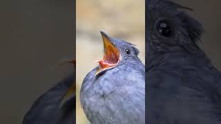 Reposting 🐦🕊️🕊️🐦Like Alarm 🚨⏰ sound 🐦🌳Beautiful Birds soundbird amezing nature youtubeshorts [upl. by Emmerie]