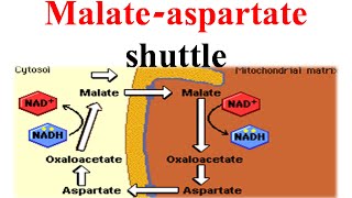 Malate aspertate shuttle [upl. by Walworth]