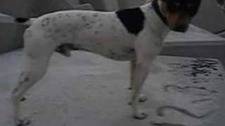 Bodeguero Andaluz y Labrador Video 2 [upl. by Aristotle]