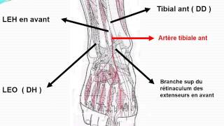 ANATOMIE MI Angiologie du membre pelvien [upl. by Aitercul]