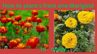 7 August 2024 How to plants From one Marigold to manyek ganda theke hajar gandagarden [upl. by Etnomed]