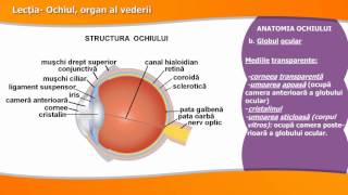 OCHIUL ORGAN AL VEDERII [upl. by Fahy93]