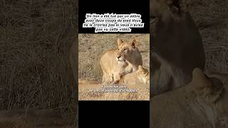 animal animals الصيد lion الحسون animaux wildlife ببغاء film الحمام [upl. by Lohcin]