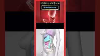 Embry and fetul Development 1week to 40weeks pregnancy ♥️🥰🤱babygrowth 😗viralshort baby shots [upl. by Rbma901]