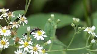 Earwig Eats Flower キバネハサミムシ♂が野菊に訪花・摂食 [upl. by Kaufmann]