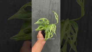 🪴 Monstera Adansonii Mint Variegated  gianttropicalnurserycom  plantsale liveplant plants [upl. by Pauline]