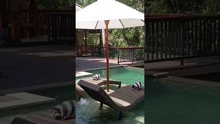 best places to stay in bali  Lokha Resorts Ubud Bali indonesia lokhabeachresort ubud bali [upl. by Akinna]