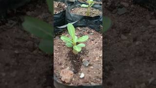 Adenium arabicum  Adenium obesum Adenium plant  shorts shortsfeed [upl. by Davidde]