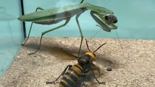 【凶暴】オオカマキリvsオオスズメバチ Praying Mantis vs Giant Hornet【名勝負】【異種格闘技戦】 [upl. by Jerald]