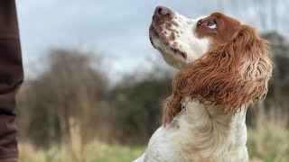 Gundog Training  Twig back in the Rabbit Pen [upl. by Einaffyt447]