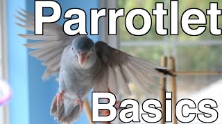 Parrotlet Care For Beginners  Topics [upl. by Cirdla50]