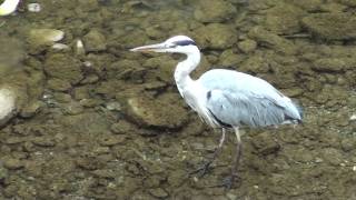 Lairone fa colazione The heron eats breakfast [upl. by Oderfigis317]