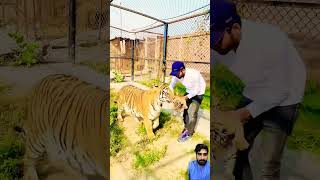 tiger tigerfamily tigerfamilylife animals tigerlove youtubeshortsviral [upl. by Farlie539]