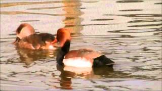 Redcrested Pochard [upl. by Ahseyn490]