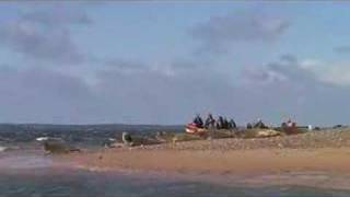 Seals at Blakeney Point [upl. by Zonda]