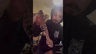 “FREEHANDLING” VENOMOUS VIPER rattlesnake nature wildlife atrox reptiles venomous ☠️☠️☠️ [upl. by Inaluahek]