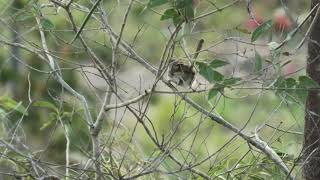 Redbacked Fairywren 13 [upl. by Davenport]