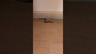 Garden snake in the building part 1 [upl. by Anit]