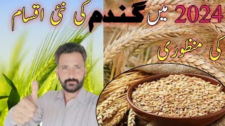 New Wheat varieties approved in 2024  Hussnain official 007 [upl. by Islehc]