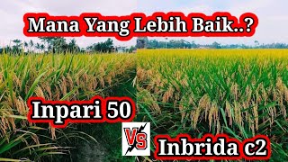 Mana Yang Lebih Baik Inpari 50 apa Inbrida c2 [upl. by Silrak76]