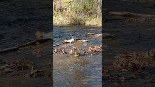 Bronte Creek At Bronte Creek Provincial Park [upl. by Aleemaj137]