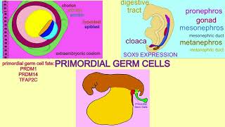 primordial germ cells [upl. by Neelhtakyram]