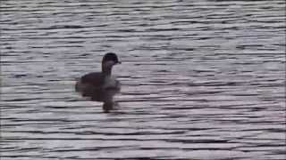 BlackNecked Grebe young  Geoorde Fuut Jong Podiceps Nigricollis [upl. by Ynnos]