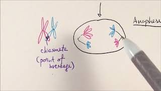 AS Biology  Meiosis OCR A Chapter 63 [upl. by Jegar]