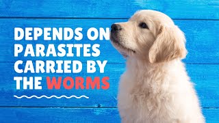 How long after Deworming will your puppy poops worms [upl. by Lore790]