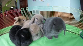 Bunny Update  6WeekOld Holland Lop Babies [upl. by Ahsataj]