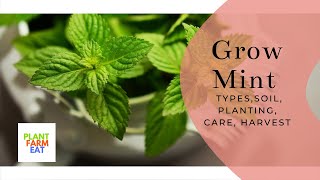 How to grow mint from seed to harvest [upl. by Keily]