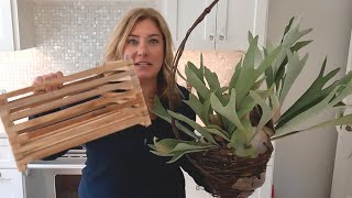 How to repot a staghorn fern in an orchid basket [upl. by Pillihpnhoj]