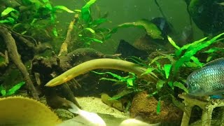 Why Should You Choose These Fish cichlid aquarium reedfish [upl. by Reg]