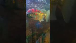 pacu fish tank setup  pacu fish pacu fishing shortvideo [upl. by Nylirem207]