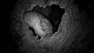 Barn Owl Egg Laying  Discover Wildlife  Robert E Fuller [upl. by Llevron]