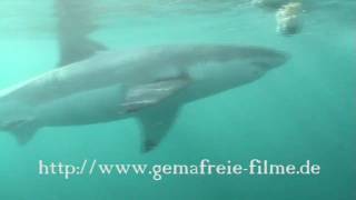 Weisse Haie The great white Shark Sharks greatwhite [upl. by Anirdna]