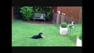 Gartenzaun mit Hund Steckzaun Hundezaun [upl. by Ytsirt]