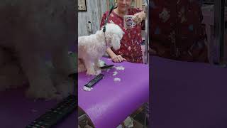 Bichon puppies 3rd haircut dog grooming [upl. by Ydnarb]