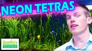 How to keep Neons Tetras in a Planted Aquarium ALL NEONS TETRAS in a75 gallon Fish Tank [upl. by Enileve]