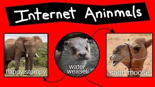 Internet Aninmal Names [upl. by Wendeline913]